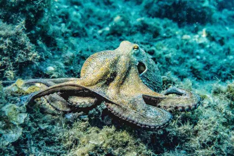 Is Octopus Halal or Haram?